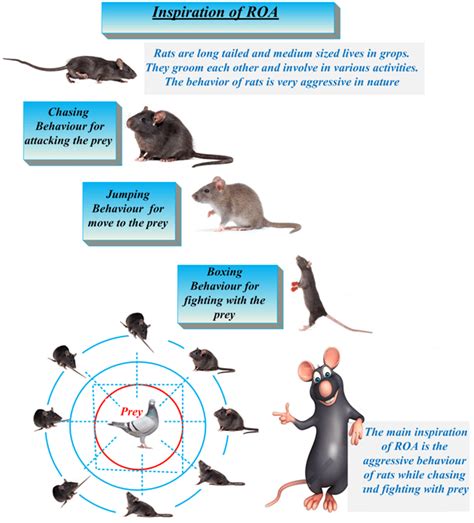 Image result for Swarm Intelligence Based Optimization Algorithm