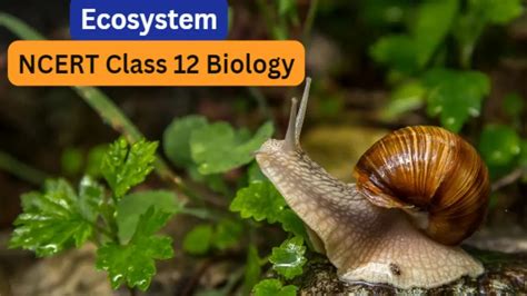 Image result for Ecosystem Structure and Function 12 NCERT