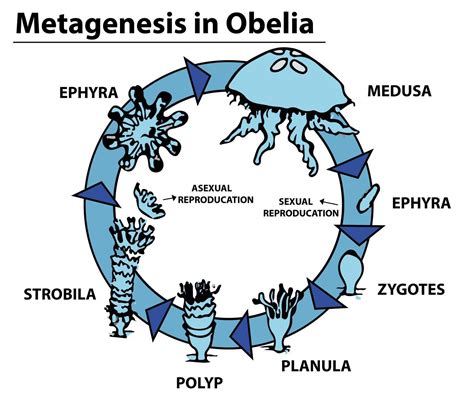 Sea fur is(a) Hydra(b) Obelia(c) Adamsia(d) Gorgonia