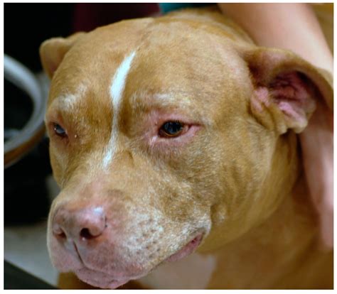 Atopic Dermatitis in Domestic Animals: What Our Current Understanding ...