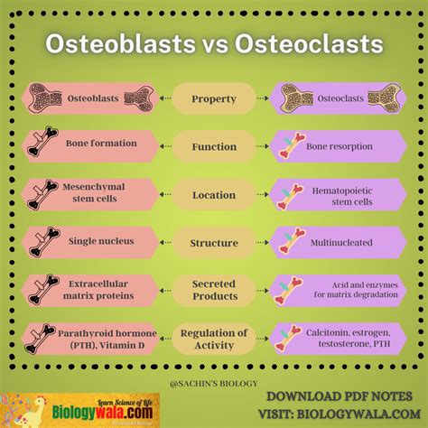 [Download] Osteoblasts Vs Osteoclasts: 7 Key Differences| BIOLOGY PDF ...
