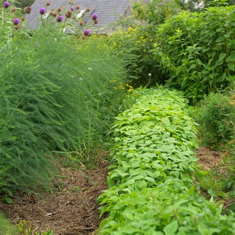 Meet the French gardener who wants to save Irish soil – The Irish Times