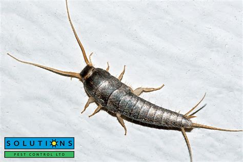 Why Silverfish Are in Your Home (and How to Get Rid of Them)