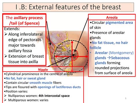 Anatomy of the mammary gland MBBS | PDF
