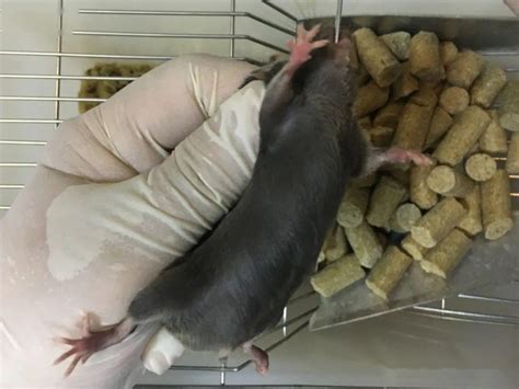 如何科学喂养小鼠幼鼠? - 知乎