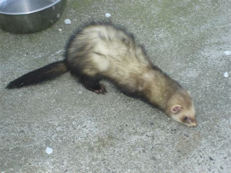 Frettchen Kleinanzeigen