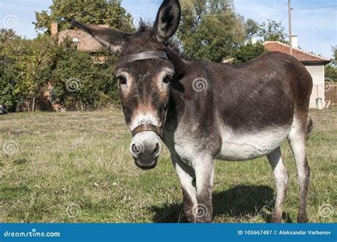 Female donkey closeup stock image. Image of domestic - 105667487