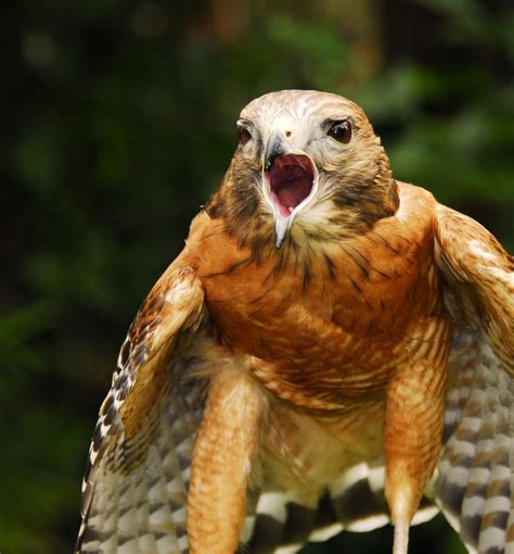 When War Hawks Coo Like Doves - Antiwar.com