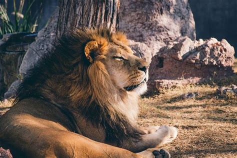 梦见狮子意味着什么_周公解梦