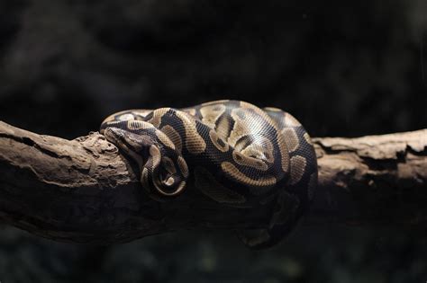 Burmese Python 的图像结果