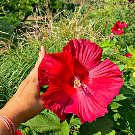 Rose Mallow For Sale Wholesale – Tennessee Wholesale Nursery