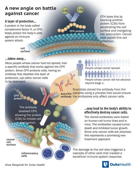 Patient-Derived Antibody Targets Tumor Cells - NCI