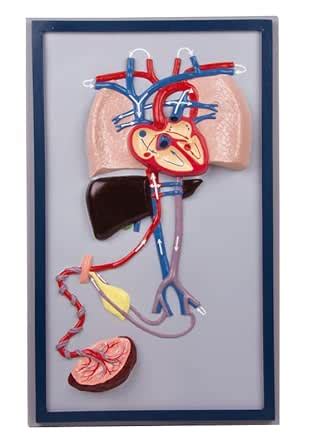 AjantaExports Fetal circulation Placenta Umbilical cord Oxygenation ...