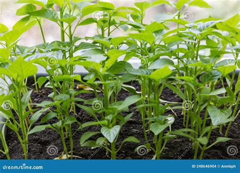 Bell Pepper Seedlings after Germinating Seeds in Ground Close-up Stock ...