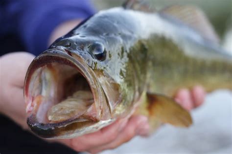 Do Fish Have Tongues? Surprising Facts About Fish Anatomy