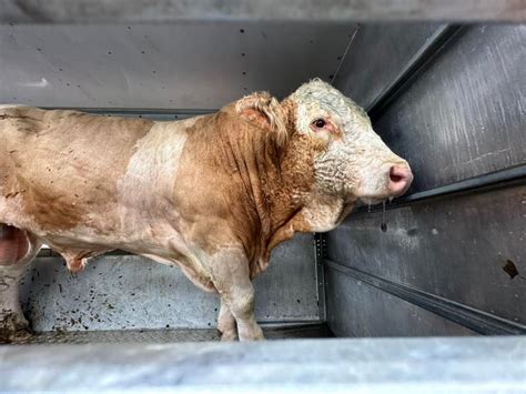 Marking the closure of Newmans Abattoir, Peabody Road, Farnborough ...