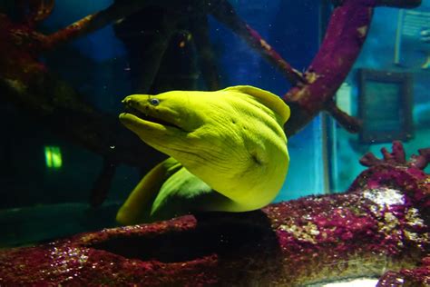 Golden dwarf moray eel care & info | FantaSEA Aquariums