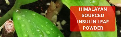 Buy Vaastavik Insulin Leaf Costus Igneus Powder Blood Sugar Support ...