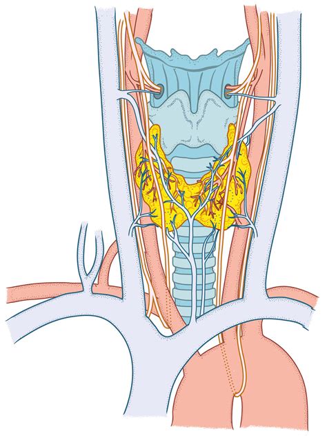 Image result for Crash Course Anatomy