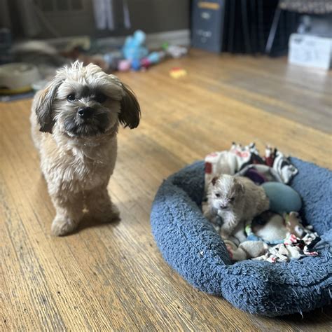 Brothers from different mothers 💙 : r/Shihtzu