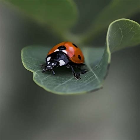 Spiritual Meaning of Ladybug Landing on You - good luck? - Awakening State