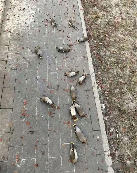 小区鸟屎雨淋头居民只能打伞最新素材