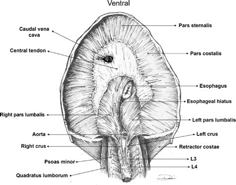 Esophageal Hiatus Contents at Anton Thomas blog
