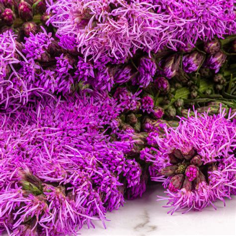 Liatris – The Flora