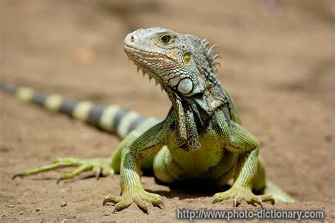 Iguana Attack 的图像结果