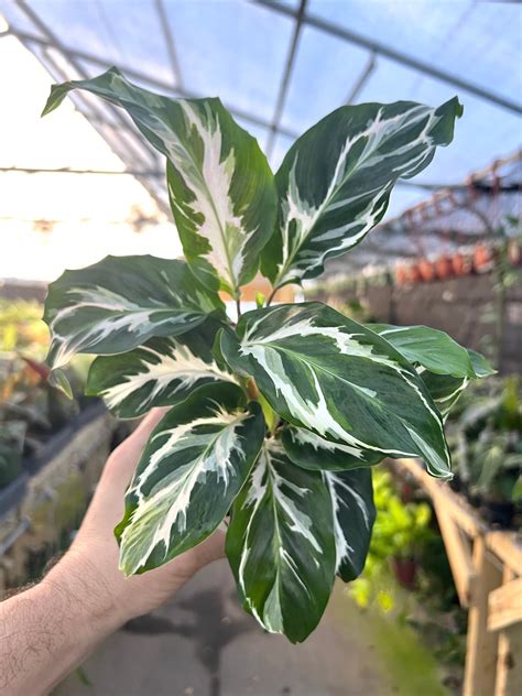 4" Calathea ‘Stella’ – Canopy Plant Co.