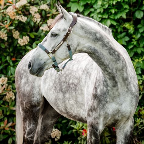 Image result for Licol Cheval