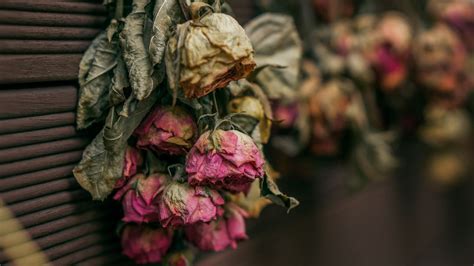 Wallpaper roses, dry, herbarium hd, picture, image