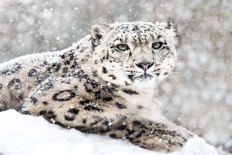 Four rare snow leopards spotted in Nanda Devi National Park in ...