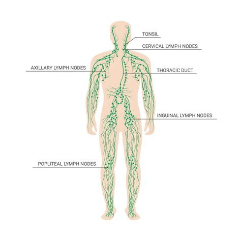 Premium Vector | The lymphatic system labeled on a male body