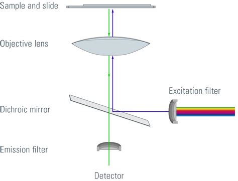 Fluorescence Microscope 的图像结果