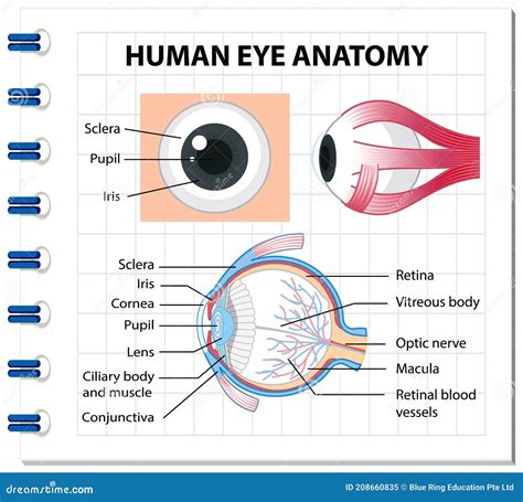 Diagram of Human Eye Anatomy with Label Stock Vector - Illustration of ...