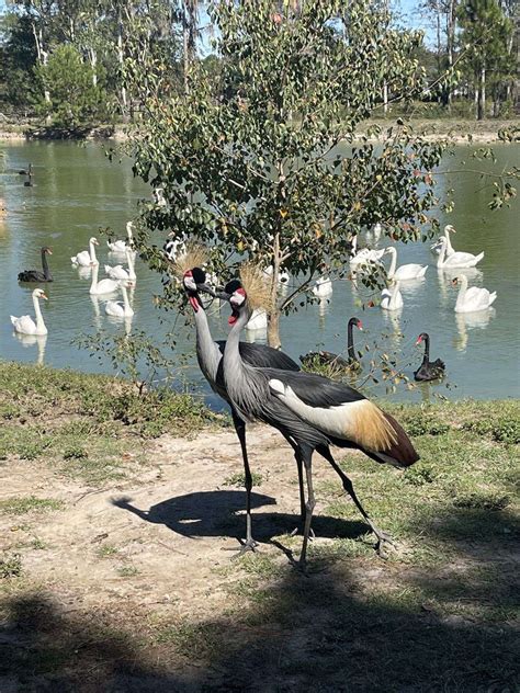 East African Crowned Cranes