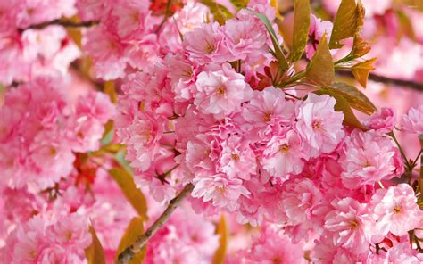 🔥 [40+] Pink Cherry Blossom Wallpapers | WallpaperSafari