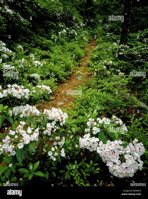 Mountain Laurel, Pennsylvania State Flower, Cowans Gap State Park Stock ...