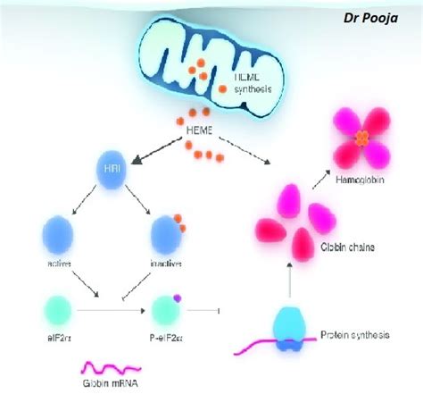 Synthesis of Haemoglobin