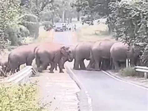 5 MP districts on alert due to elephant movement: Herd coming from ...