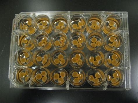 Image result for How Do Shellfish Reproduce