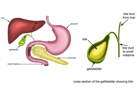 The use of bile in digestion is to break up fats in food