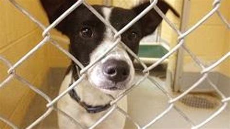 BA animal shelter offering free pet adoptions for Freedom Ride 2016 ...