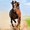 HClub - Equestrian Online Network