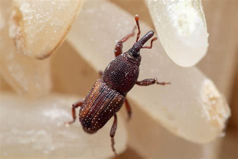 Rice Weevil 的图像结果