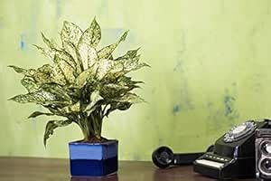 Exotic Green Ocean Blue Color Square Shape Ceramic Pot Without Plant ...