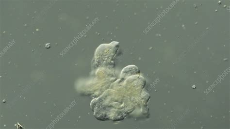 Image result for Amoeba Microscopy