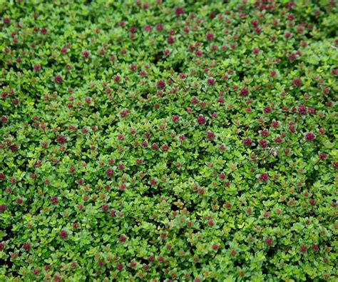 How to grow a red creeping thyme lawn: top tips | Homes and Gardens