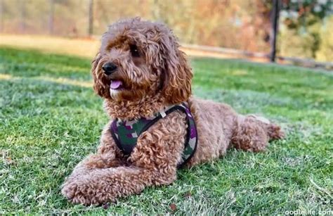 Image result for Poodle Cavapoo